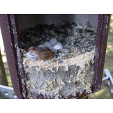 Schwegler Box No. 4 for Tengmalm’s Owl and Stock Dove