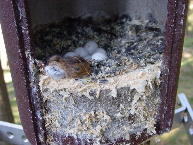 Box No. 4 for Tengmalm’s Owl and Stock Dove