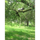 Schwegler Steenuilbuis Nr. 20