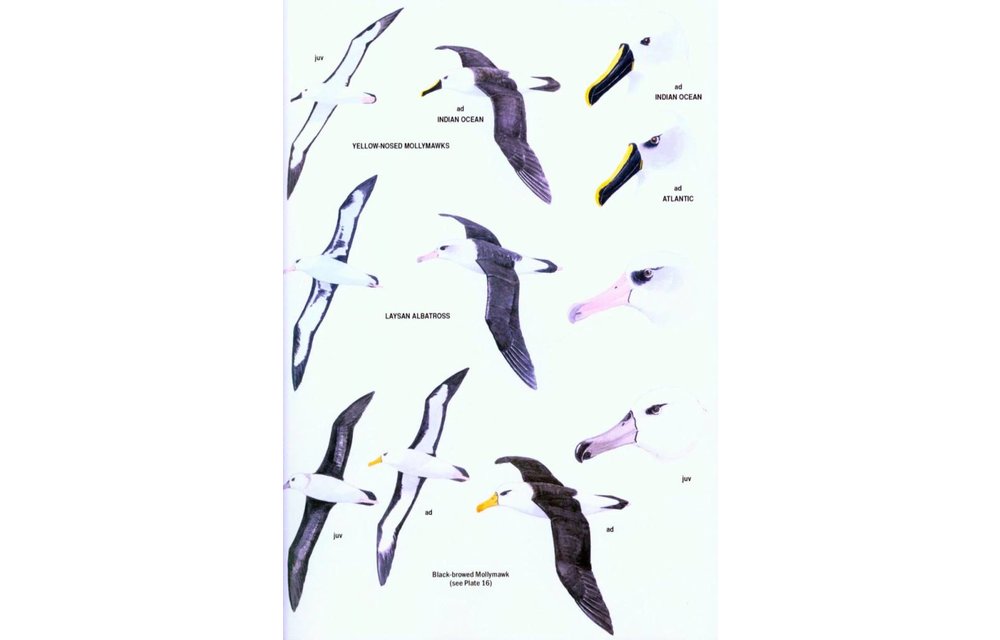The Field Guide to the Birds of New Zealand