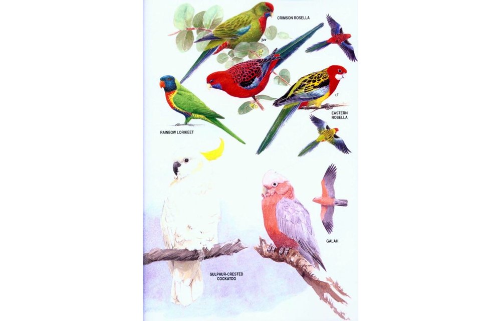 The Field Guide to the Birds of New Zealand