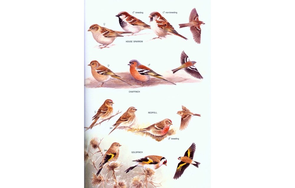 The Field Guide to the Birds of New Zealand