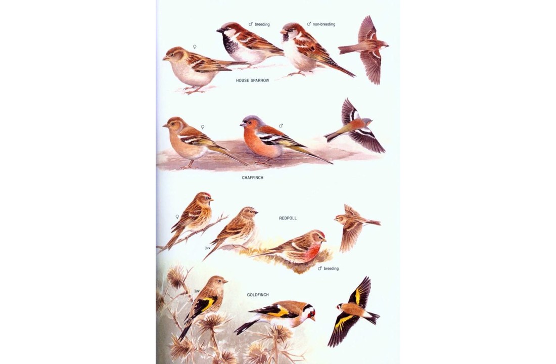 The Field Guide to the Birds of New Zealand