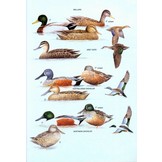 The Hand Guide to the Birds of New Zealand