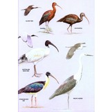 The Hand Guide to the Birds of New Zealand