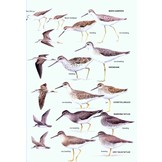 The Hand Guide to the Birds of New Zealand