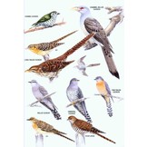 The Hand Guide to the Birds of New Zealand
