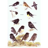 The Hand Guide to the Birds of New Zealand