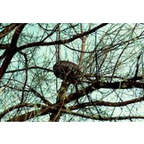 Schwegler Nesting Baskets