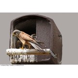 Schwegler Nest Box No. 28 for Kestrels