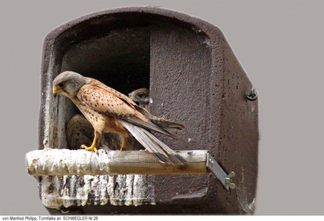 Schwegler Nest Box No. 28 for Kestrels