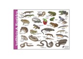 Identification Card Amphibians and Reptiles