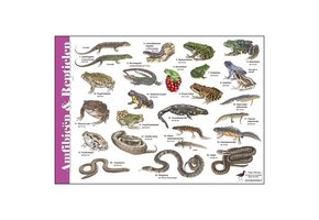Bestimmungshilfe Amphibien und Reptilien
