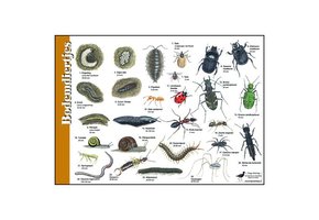 Bestimmungshilfe Bodentiere