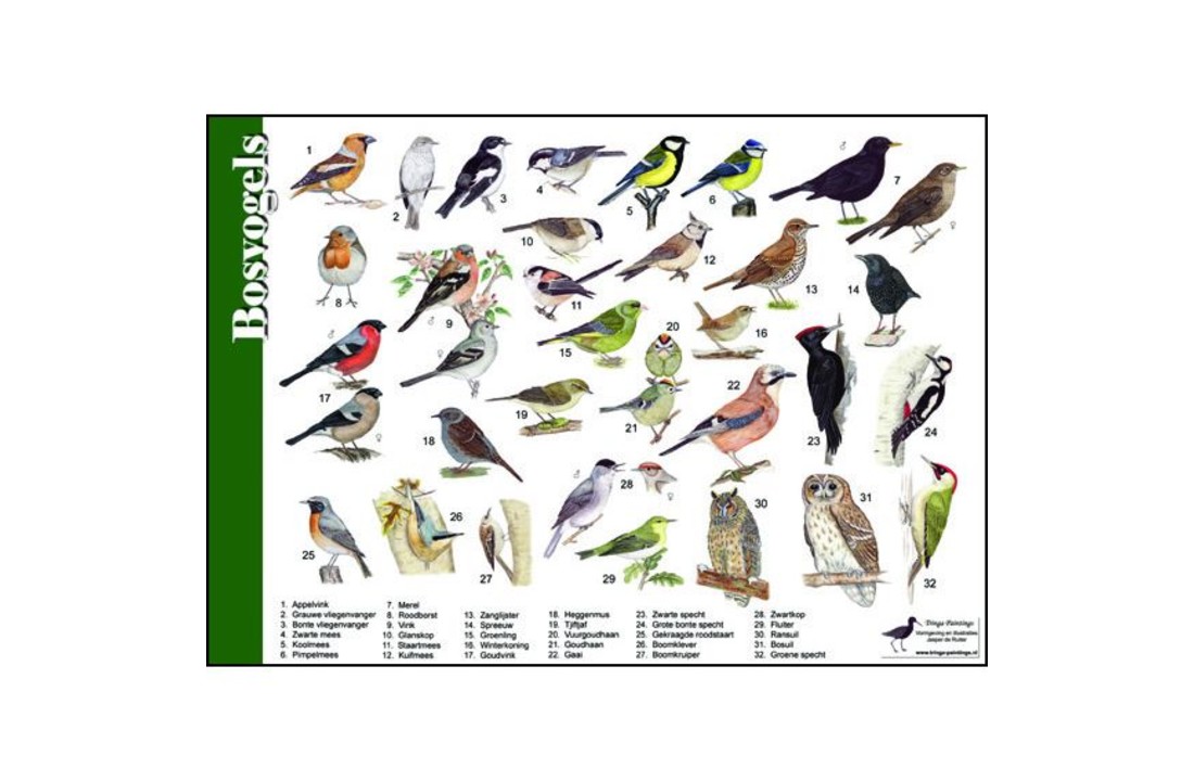 Identification Card Forest Birds