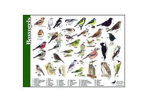 Identification Card Forest Birds