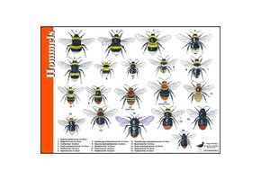 Herkenningskaart Hommels