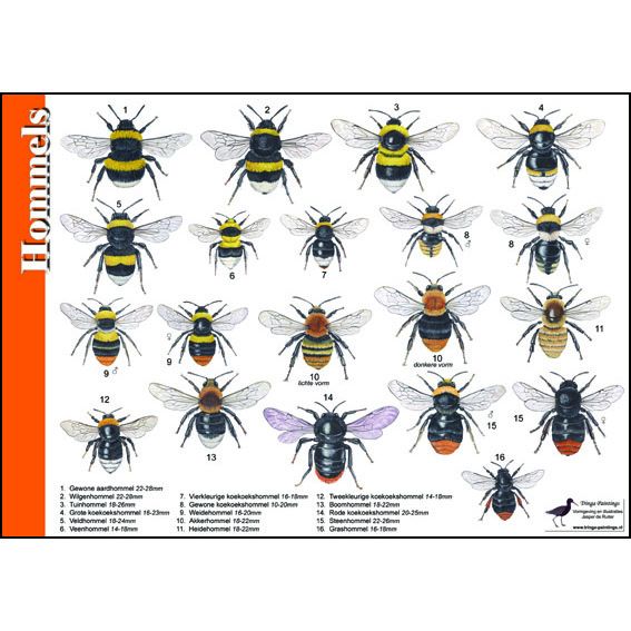 Identification Card Bumblebees