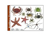 Herkenningskaart Krabben en Zeesterren