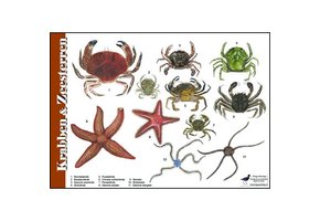 Identification Card Crabs and Starfish
