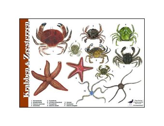 Identification Card Crabs and Starfish