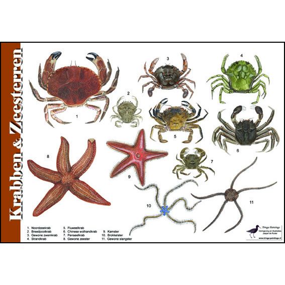 Identification Card Crabs and Starfish