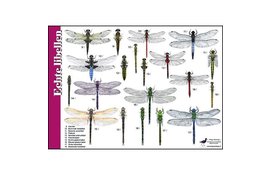 Herkenningskaart Juffers en  Libellen