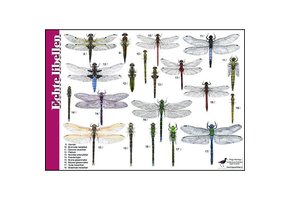 Bestimmungshilfe Libellen