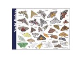 Bestimmungshilfe  Motten