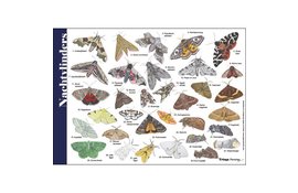 Herkenningskaart Nachtvlinders