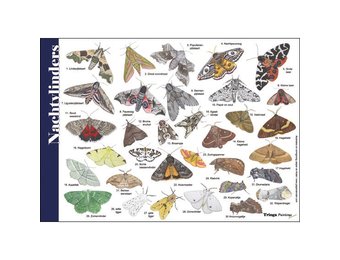 Identification Card Moths