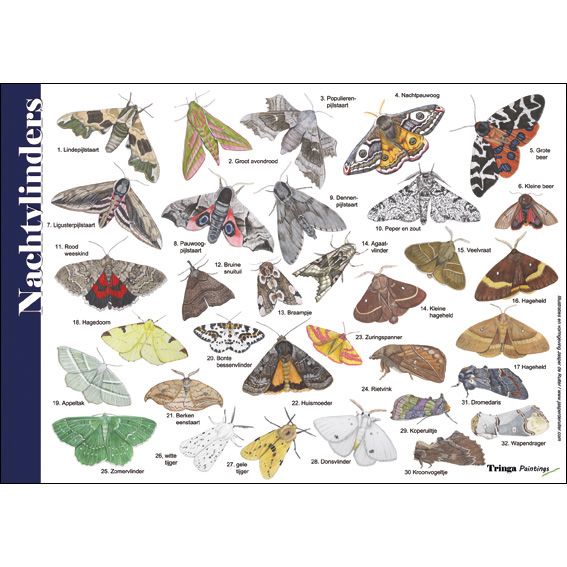 Identification Card Moths