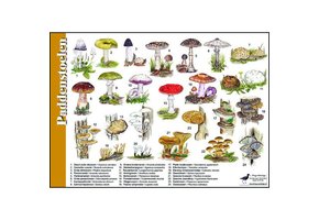 Bestimmmungshilfe Pilze