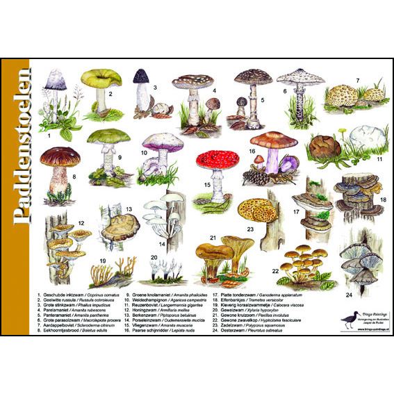 Identification Card Fungi