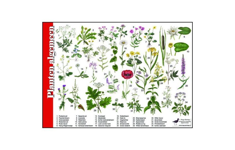 Herkenningskaart Planten