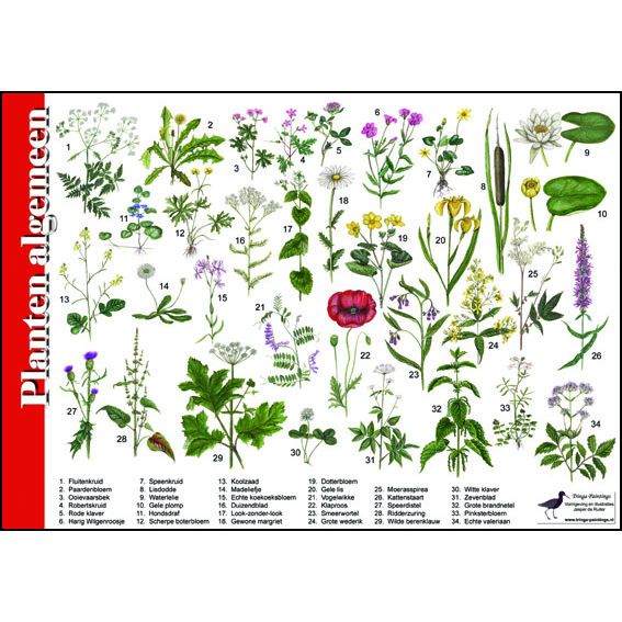 Identification Card Plants (common)