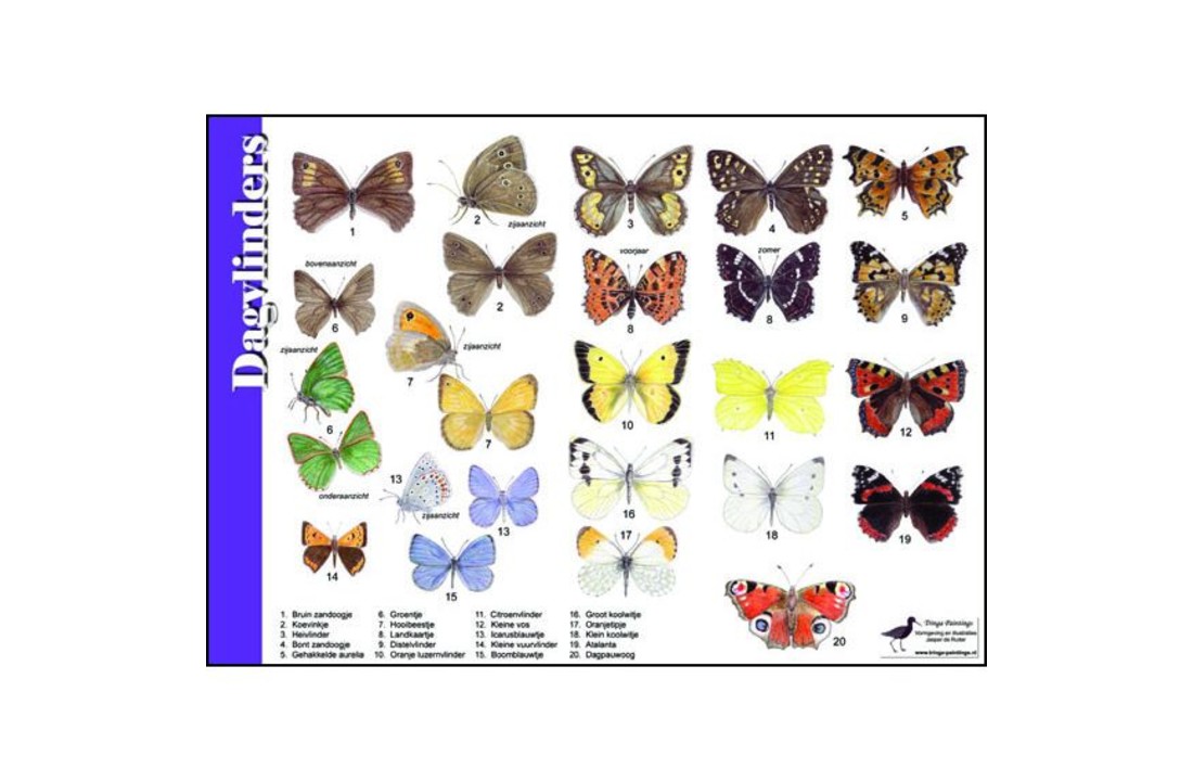 Identification Card Butterflies