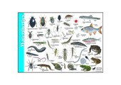 Identification Card Aquatic Creatures