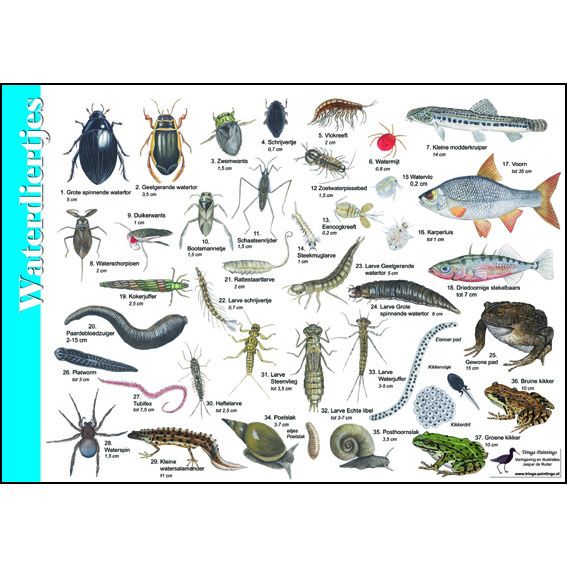 Identification Card Aquatic Creatures