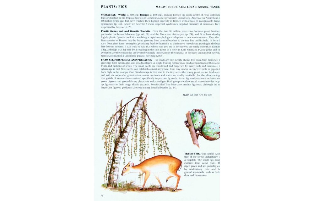 Phillipps' Field Guide to the Mammals of Borneo and their Ecology - Sabah, Sarawak, Brunei and Kalimantan