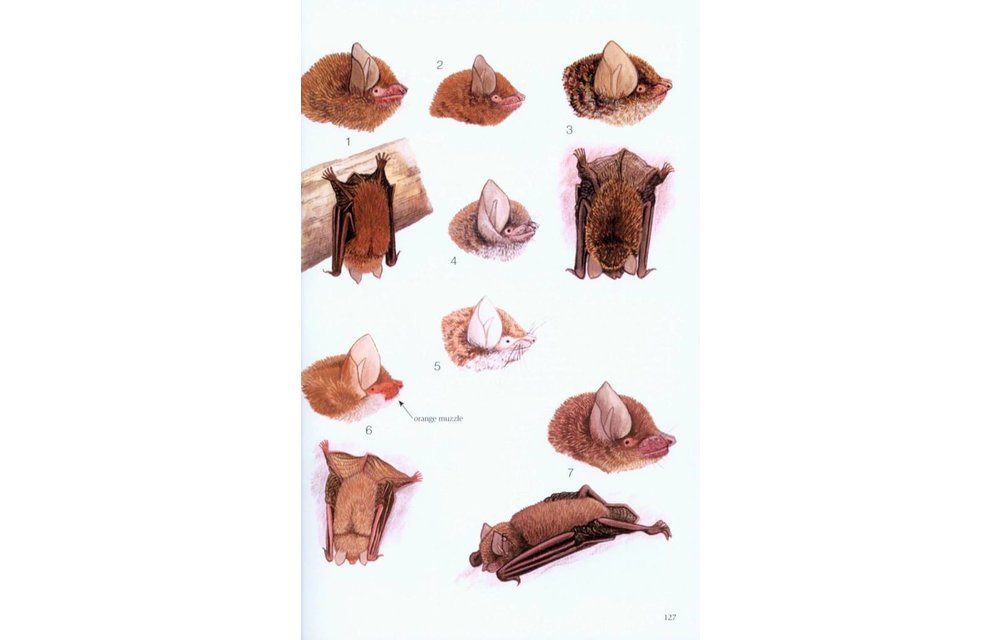 Phillipps' Field Guide to the Mammals of Borneo and their Ecology - Sabah, Sarawak, Brunei and Kalimantan