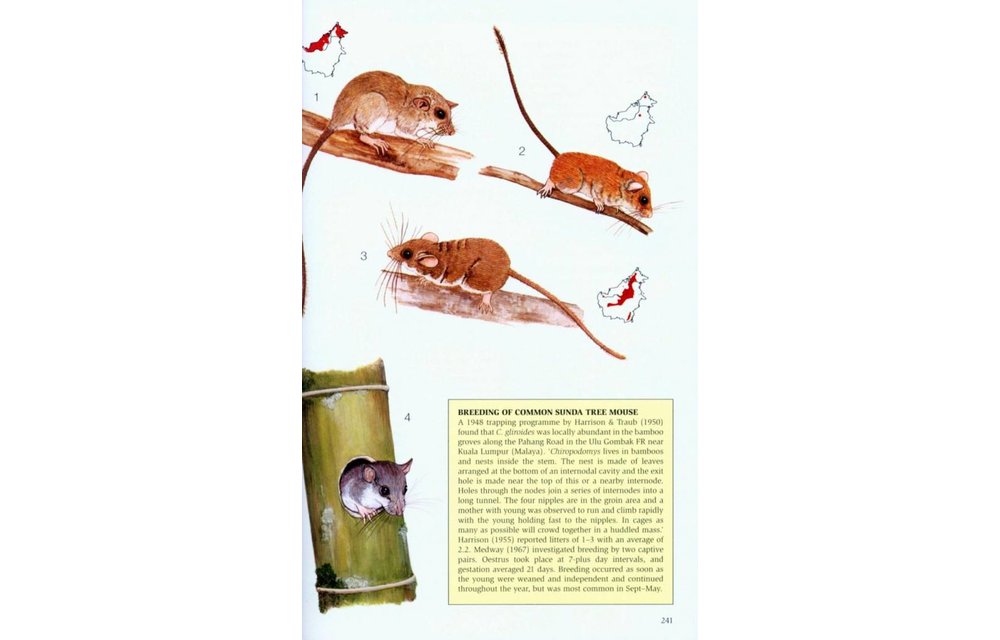 Phillipps' Field Guide to the Mammals of Borneo and their Ecology - Sabah, Sarawak, Brunei and Kalimantan