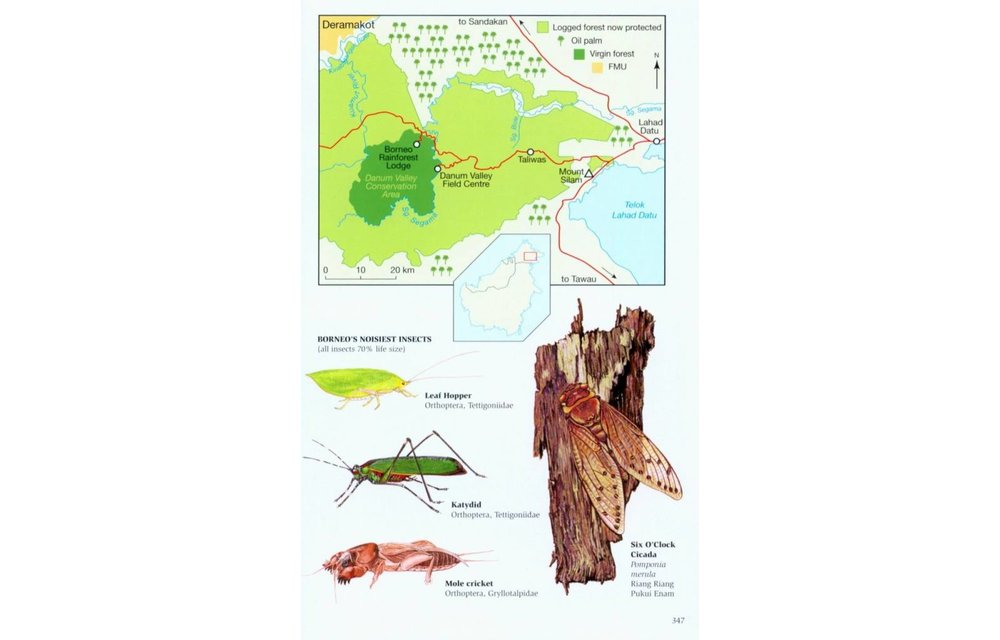 Phillipps' Field Guide to the Mammals of Borneo and their Ecology - Sabah, Sarawak, Brunei and Kalimantan