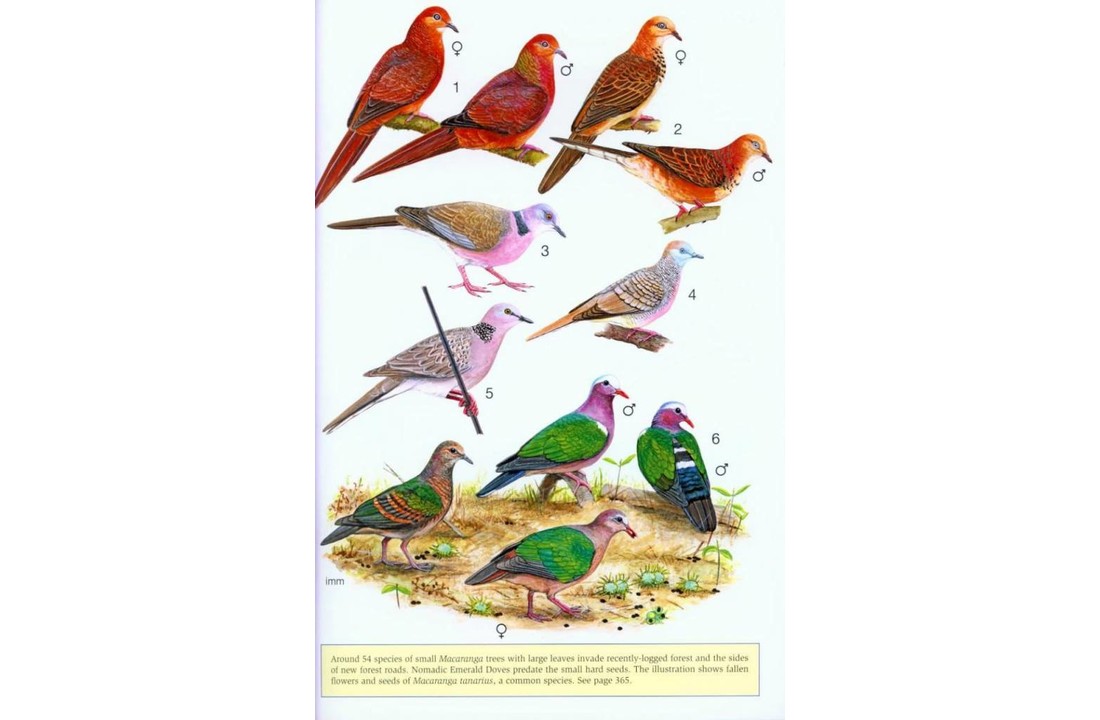 Phillipps' Field Guide to the Birds of Borneo - Sabah, Sarawak, Brunei and Kalimantan