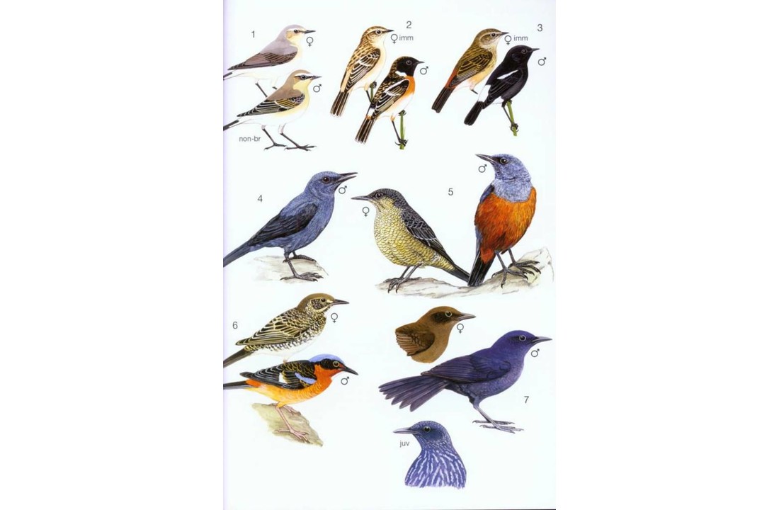 Phillipps' Field Guide to the Birds of Borneo - Sabah, Sarawak, Brunei and Kalimantan