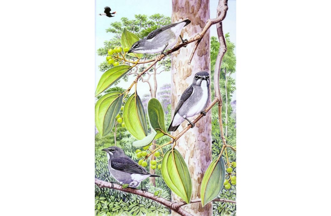 Phillipps' Field Guide to the Birds of Borneo - Sabah, Sarawak, Brunei and Kalimantan