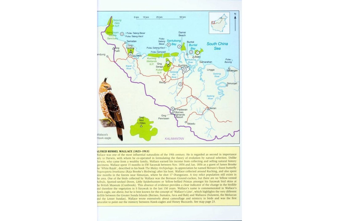Phillipps' Field Guide to the Birds of Borneo - Sabah, Sarawak, Brunei and Kalimantan