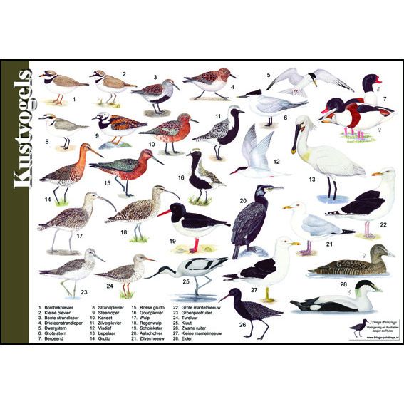 Identification Card Shorebirds
