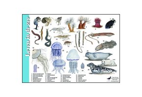 Identification Card Life in the Sea