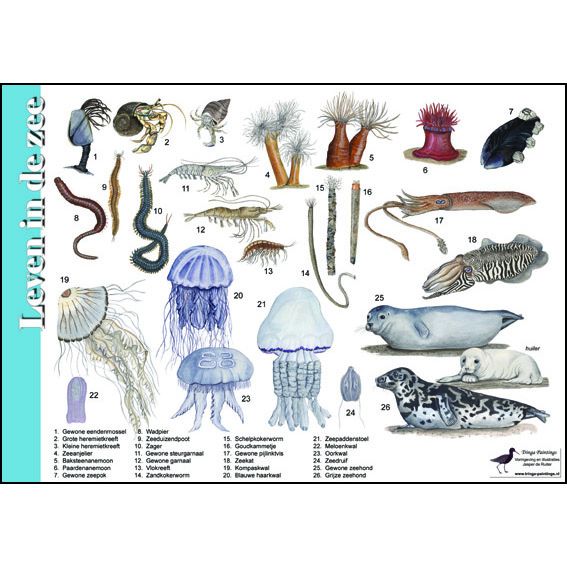 Identification Card Life in the Sea